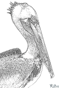 pelican ទំព័រពណ៌ដែលអាចបោះពុម្ពបាន។